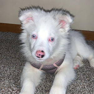 Meet your Posher, Shelby